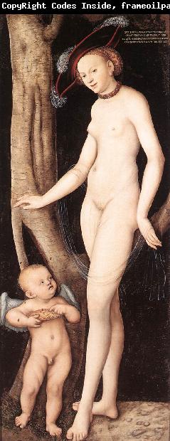 CRANACH, Lucas the Elder Venus and Cupid with a Honeycomb dfg